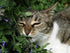Sow Right Seeds - Catnip Seed for Planting - Popular Herb for Happy Cats - Non-GMO Heirloom Packet with Instructions to Plant and Grow - A Gift fo...