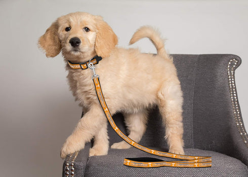 Pets First Collegiate Pet Accessories, Dog Leash, Tennessee Volunteers, Large...