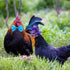 6 Pieces Chicken Bow Ties Chicken Collar Rooster Collar Crow Collar Rooster Hamster Bow Parrot Bow Bird Bow Small Animal Bow-15...
