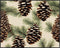 Posterizer 1 pcs-pinecones in snowey winter nature 4-Holiday Poster Collection-Landscape & Nature Art-Living Room Bedroom Decor- unframed wall art...