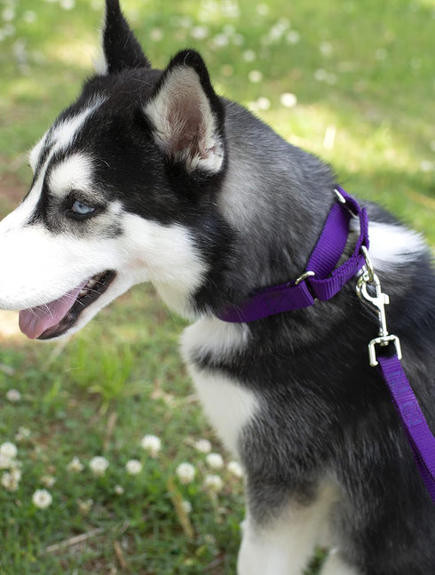 Country Brook Petz 1 Inch Nylon Durable Traditional Style Dog Leash with Easy to Use Snap for Small, Medium, Large Breeds - 25+ Colors (Purple, 6 ...