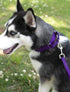 Country Brook Petz 1 Inch Nylon Durable Traditional Style Dog Leash with Easy to Use Snap for Small, Medium, Large Breeds - 25+ Colors (Purple, 6 ...