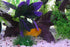 AQUA KT Aquarium Landscape Simulation Artificial Plant Purple, Plastic Plant for Fish Tank Decoration, Aquatic Water Plant, Fish Bowl Ornament...