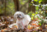 Pets First Collegiate Pet Accessories, Dog Leash, Alabama Crimson Tide, Medium...