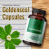 HERBAMAMA Goldenseal Root Capsule Supplement - Organic Goldenseal Herb Powder Pills - Respiratory & Digestive Health Support - 100 Capsules...