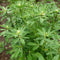 CHUXAY GARDEN Trigonella Foenum Seed 50 Seeds Annual Herb Plant Culinary Spice Flavoring Agent Evergreen Seasoning Culinary Plants...