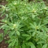 CHUXAY GARDEN Trigonella Foenum Seed 50 Seeds Annual Herb Plant Culinary Spice Flavoring Agent Evergreen Seasoning Culinary Plants...