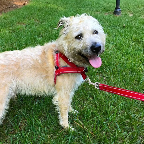 Dog Leash Snap Leash Clip Clasp Swivel Clip Heavy Duty Pet Leashes Clips Key Chain 3 Inch 6 PCS for Linking Pet Collar...