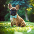 Bling Dog Bow Tie Collar for Puppy Small Medium Dogs, Cute Teal Boy Dog Collar with Bow for Daily Walking or Christmas Holiday (Neck fit 11-16’’)...