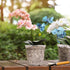 TRUEDAYS 4 Pack Orchid Pots with Holes, 6 Inch Clear Plastic Pots for Plants, Flowers...