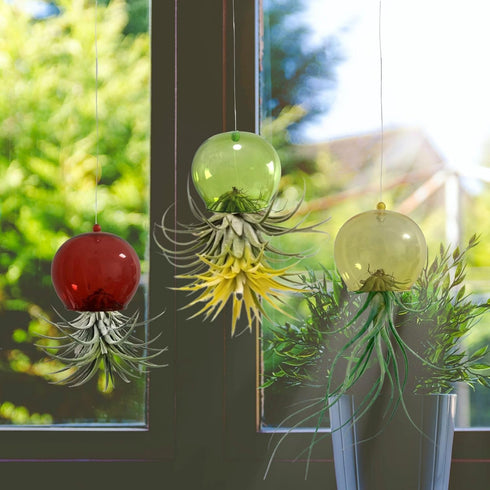 3 Pack Glass Air Plant Holder, Hanging Air Plant Stand Jellyfish Octopus Decorative Display Container for Home Office Wall Garden (3PCS)...
