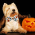 Halloween Dog Collar with Bow Tie, Holiday Pumpkin Jack-O-Lantern Collar for Small Medium Large Dogs Pets Puppies...