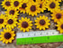 Sunflowers Heads Mulberry Paper Flower Yellow Sunflower with Brown Centre Miniature Flowers DIY Crafts Projects Scrapbooking Embellishments Weddin...