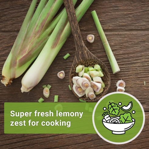 Sow Right Seeds - Lemon Grass Seed for Planting - Non-GMO Heirloom Packet with Instructions for Easy Planting and Growing an Herb Garden - Indoor ...