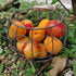 Wire Egg Basket for Gathering Fresh Eggs,Egg Baskets for Fresh Egg Farmhouse,Egg Collecting Basket,Round Metal Egg Basket With Handle,Refrigerator...