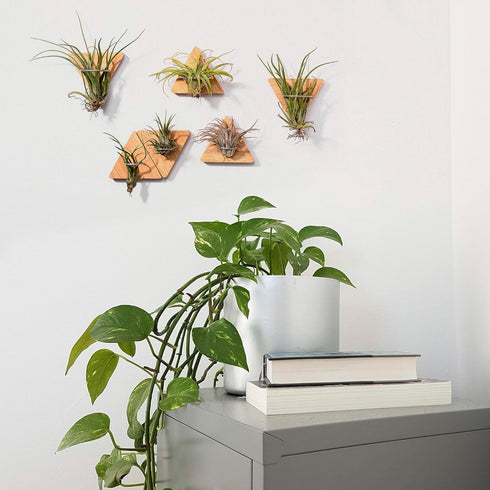 MITIME Air Plants Holders-Real Wood Live Air Plant Holders.Rustic Air Plant Stand,Wall-mounted to save space.(Plants not included)( Triangle Set o...