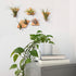 MITIME Air Plants Holders-Real Wood Live Air Plant Holders.Rustic Air Plant Stand,Wall-mounted to save space.(Plants not included)( Triangle Set o...