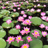 30 Mixed Miniature Water Lily & Lotus Seeds Vibrant Blooms for Bowls & Ponds Non-GMO, Indoor/Outdoor Water Garden in a Bowl or Pond...