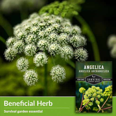 1 Pack Angelica Seeds for Planting with Instructions to Grow Medicinal Herb Angelica Archangelica Live Plants in Your Home Herb Garden - Non-GMO H...