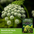 1 Pack Angelica Seeds for Planting with Instructions to Grow Medicinal Herb Angelica Archangelica Live Plants in Your Home Herb Garden - Non-GMO H...