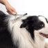 Dog Rake for Undercoat Long Tooth Dogs Comb, Rake Brush+Stainless Steel Shedding Comb, Husky Undercoat Rake Grooming Tool Set for Big Dog Horse Lo...