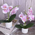 XONOR Artificial Orchid Flowers, 2 Pieces Potted Fake Orchids with Plastic Vase for Table Centerpiece Home Decor Office Wedding Party Decoration...