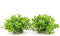 BEGONDIS Aquarium Decorations Fish Tank Artificial Green Water Plants Made of Soft Plastic, Safe for All Fish & Pets (Style-3)...