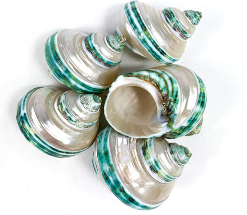 5PC Green Turbo Banded Shells,Hermit Crab Shell &Turbo Shells Hermit Crab Supplies for Decor 1.5"~ 2" Inch...