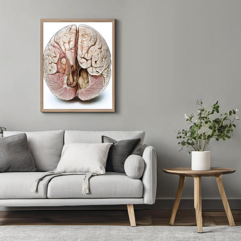 Posterizer 1 pcs-anatomical illustration of the human brain-Teachers & Classrooms-Abstract & Modern Art-School and classroom art- unframed wall ar...