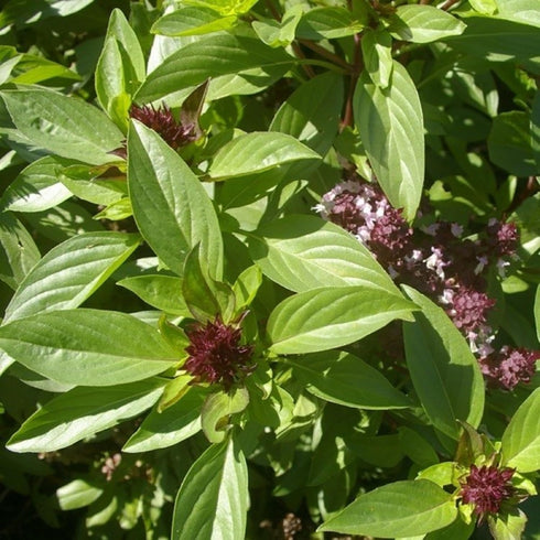 CHUXAY GARDEN Siam Queen Thai Basil Seed 30 Seeds Ocimum Basilicum Herb Plant Edible Slightly Spicy Basil Perennial Seasoning Culinary Plants...