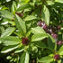 CHUXAY GARDEN Siam Queen Thai Basil Seed 30 Seeds Ocimum Basilicum Herb Plant Edible Slightly Spicy Basil Perennial Seasoning Culinary Plants...