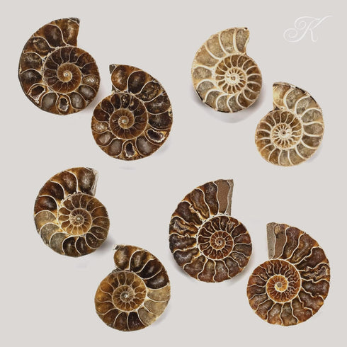 KALIFANO Extinct Natural Polished Ammonite Shell Pair Fossil Stone - Mineral from Madagascar with Feng Shui Healing Properties Thought to Bring We...