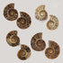 KALIFANO Extinct Natural Polished Ammonite Shell Pair Fossil Stone - Mineral from Madagascar with Feng Shui Healing Properties Thought to Bring We...
