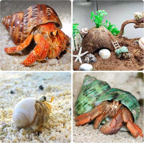 Hermit Crab Shells Medium and Large - 12PCS Growth Turbo Seashells Size 1.4"-3.2" for Small Medium and Large Crabs - Saltwater Hermit Crab Supplie...