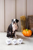 Pearhead Plush Squeaky Ghost Dog Toys, Halloween Stuffed Pet Toy, Dog Owner Must Have Accessories, Spooky Ghosts Fall Dog Toys, Set of 3...