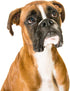 NIUNIU ART Adult DIY 5D Diamond Painting by Number Kits Boxer Dog Round Full Drill Embroidery Cross Stitch Arts Craft Canvas Supply for Home Wall ...
