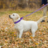Martingale Dog Collars, Adjustable Reflective Nylon Dog Collar for Training Dogs, No Pull Dog Choker Collar for Medium Large Dogs (L, Purple)...