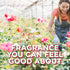 Glade PlugIns Refills Air Freshener, Scented and Essential Oils for Home and Bathroom, Rose & Bloom, 3.35 Fl Oz, 5 Count...