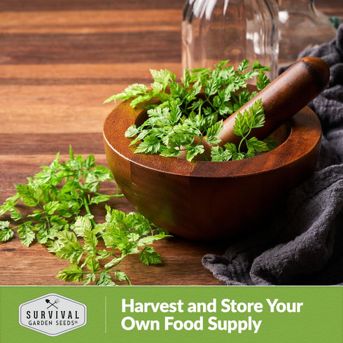 Curled Chervil Seed for Planting - 1 Herb Seed Packet with Instructions to Plant & Grow Aromatic French Herbs in Your Home Herb Garden - Non-GMO H...