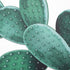 COHEALI Metal Desert Cactus Sculpture Rustic Cactus Plant Home Decor Cactus Garden Cactus Yard Art Ornaments Cactus Stakes Lawn Ornaments for Pati...