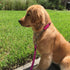 Martingale Dog Collar with Stainless Steel Chain, Adjustable Soft Padded Nylon Reflective Collar, No Pull Heavy Duty Chain Walking Training Collla...