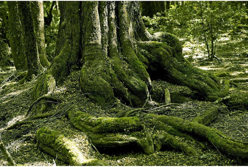 Reptile Habitat Background Huge Tree Incredible Moss Terrarium Background Tropical Jungle Aquarium Background Forest Rainforest Terrarium Backdrop...