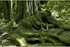 Reptile Habitat Background Huge Tree Incredible Moss Terrarium Background Tropical Jungle Aquarium Background Forest Rainforest Terrarium Backdrop...