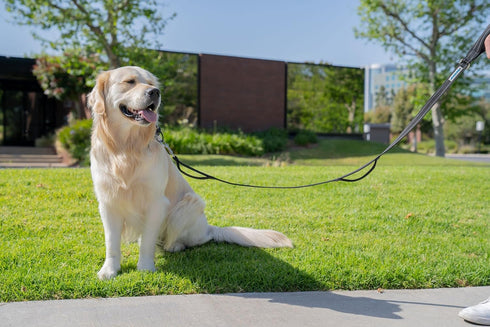 Shed Defender 5 ft. Standard Dog Leash - Three Padded Traffic Handles, Designed in The USA, Dual Layered Thickness Heavy Duty, Reflective Stitchin...