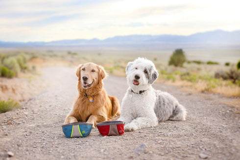 ZippyPaws Adventure Dog Bowl - Graphite...