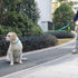 Dog Leash with 2 Comfortable Soft Padded Handles Reflective Heavy Duty Pet Dog Walking Leashes 5FT Blue Durable Dog Training Lead & Traffic Handle...