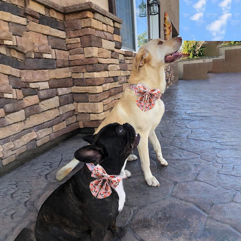 Unique style paws Dog Collar with Tie Adjustable Pink Bowtie Puppy Collars for Small Medium Large Dogs and Cats-M...
