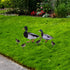 6pcs Garden Decoration Insert Easter Figurines Back Yard Decor Yard Decoration Duck Lawn Sculpture Stake Duck Yard Sign Backyard Decor Animal Inse...