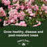 Farmer's Secret Rose Booster Fertilizer (8oz) - Super Concentrated - Formulated for All Types of Roses Throughout The Life Cycle - Encourages Heal...