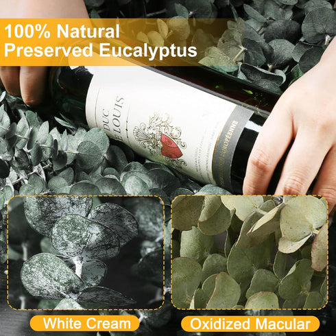 12 PCS Dried Eucalyptus Bundle for Shower - 17" Large Preserved Eucalyptus Stems Shower Plant, Fresh Real Eucalyptus Leaves for Shower Hanging, Ar...